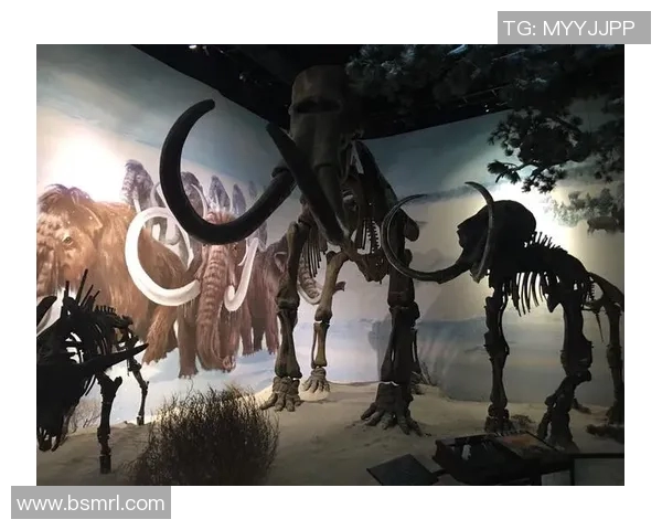 兵工厂与老虎分析的深度对比与启示探讨